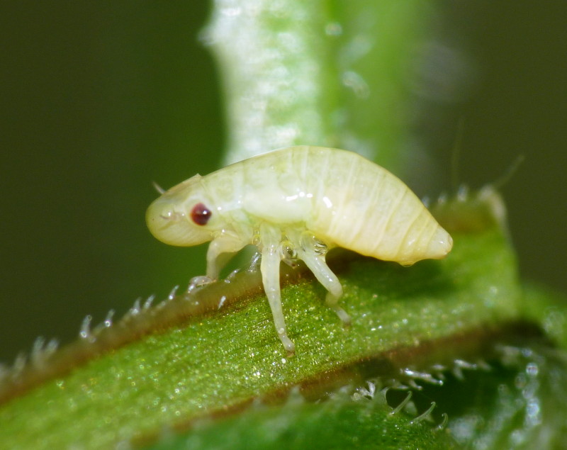 Da identificare - Aphrophoridae